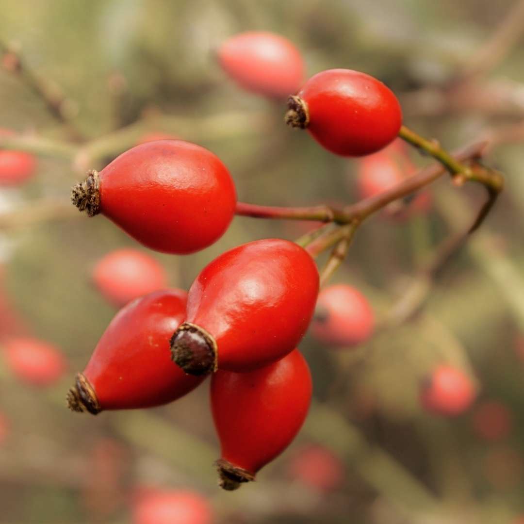 rosehip oil