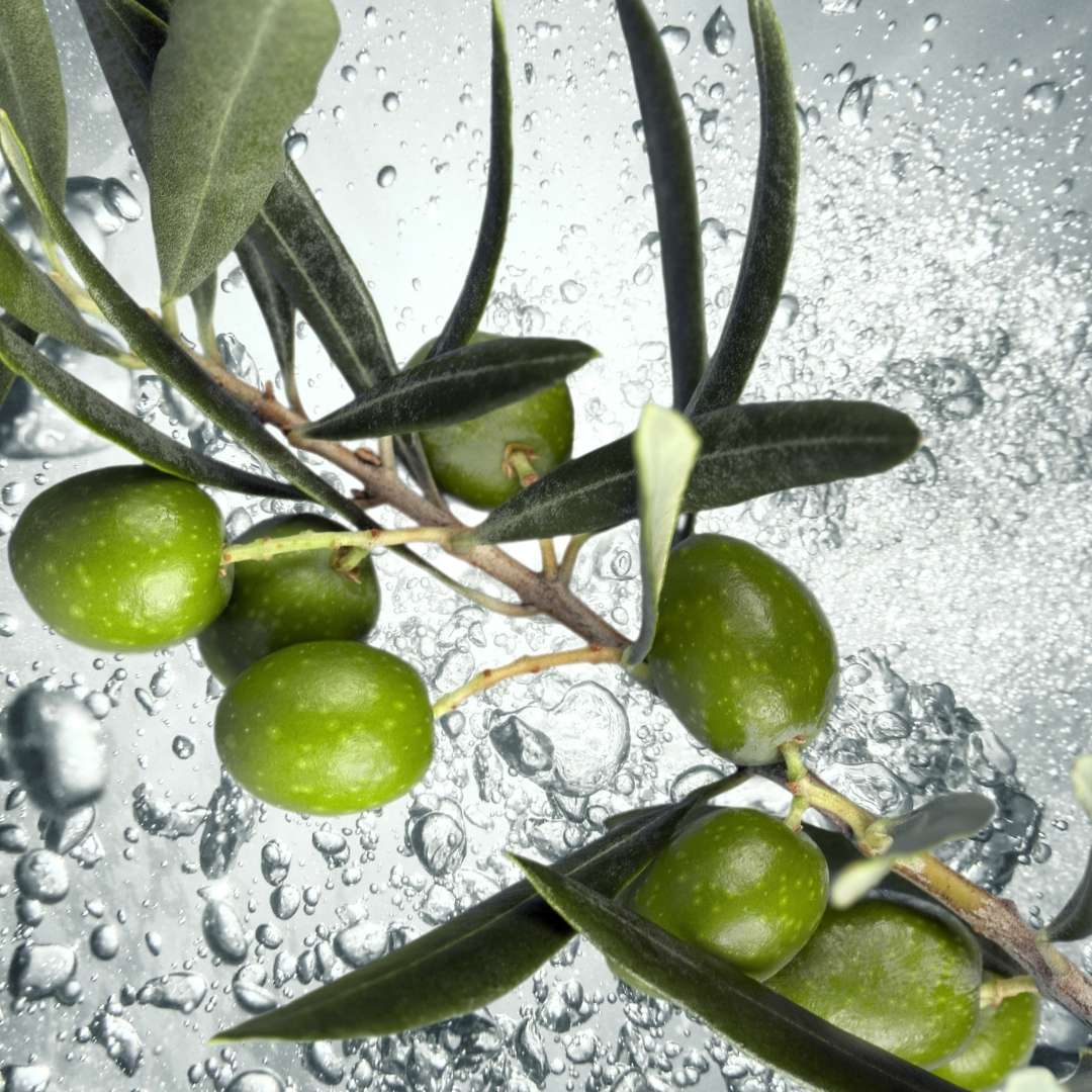 squalane from olives