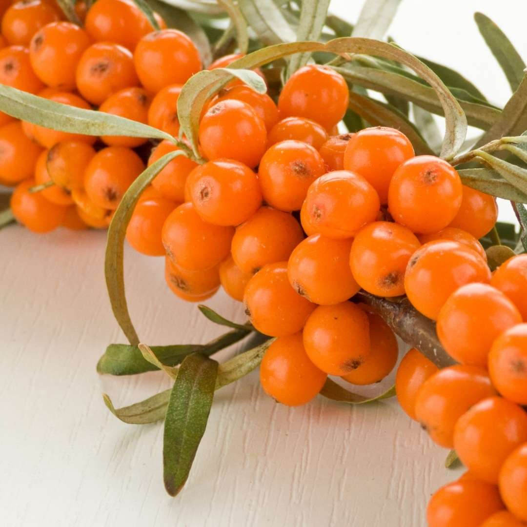 Sea buckthorn