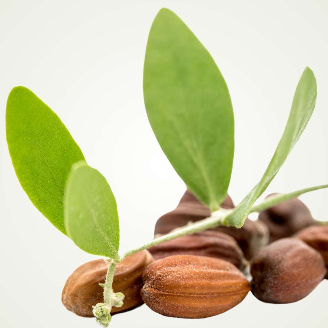 Jojoba oil